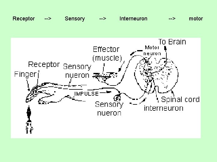  Receptor --> Sensory --> Interneuron --> motor 