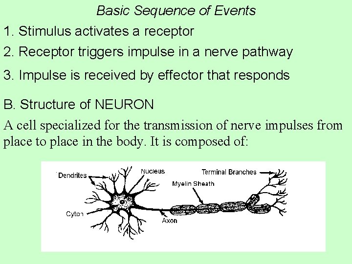 Basic Sequence of Events 1. Stimulus activates a receptor 2. Receptor triggers impulse in