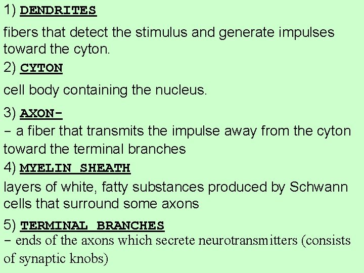 1) DENDRITES fibers that detect the stimulus and generate impulses toward the cyton. 2)