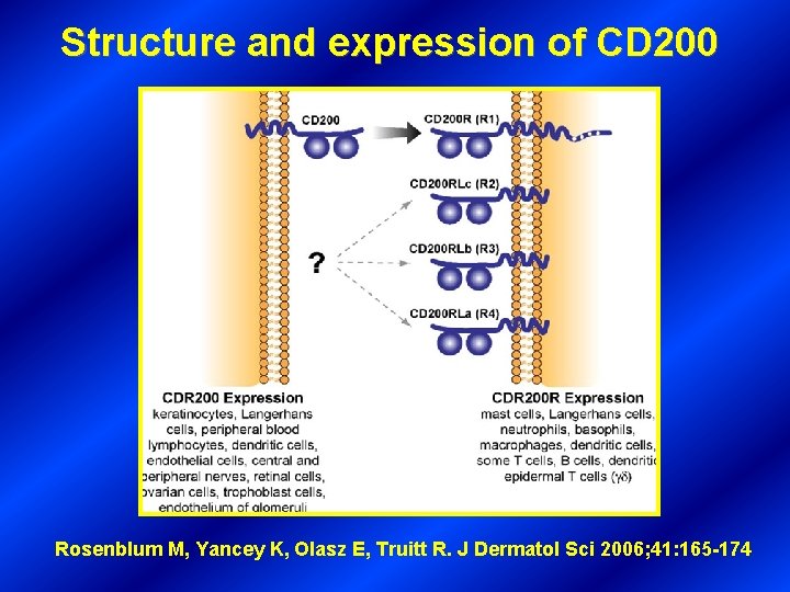 Structure and expression of CD 200 Rosenblum M, Yancey K, Olasz E, Truitt R.