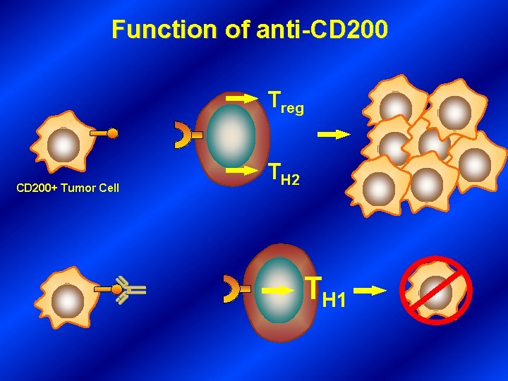 Function of anti-CD 200 Treg CD 200+ Tumor Cell TH 2 TH 1 