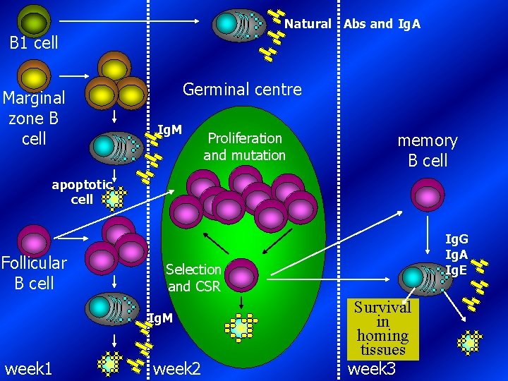 Natural Abs and Ig. A B 1 cell Marginal zone B cell Germinal centre