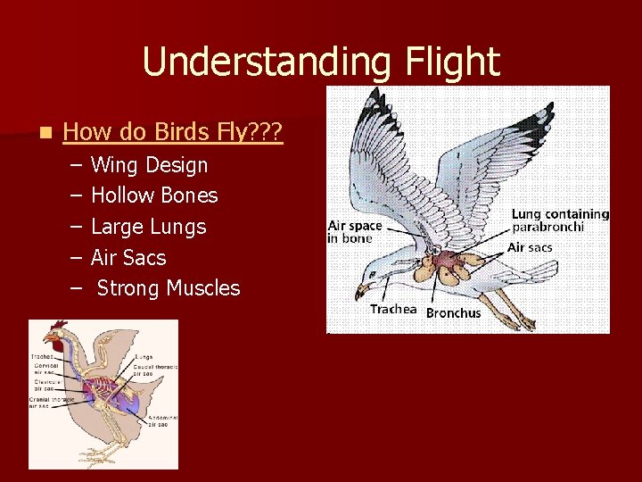 Understanding Flight n How do Birds Fly? ? ? – – – Wing Design
