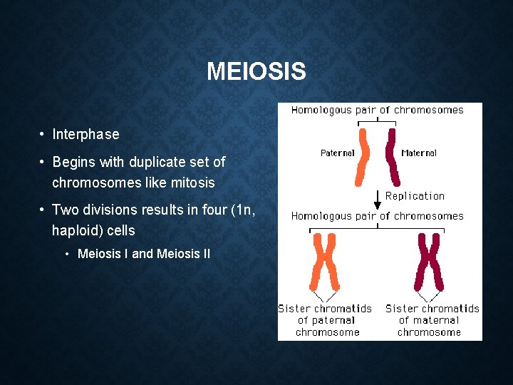 MEIOSIS • Interphase • Begins with duplicate set of chromosomes like mitosis • Two