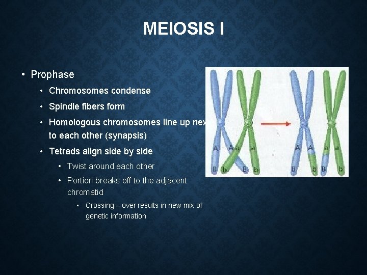 MEIOSIS I • Prophase • Chromosomes condense • Spindle fibers form • Homologous chromosomes