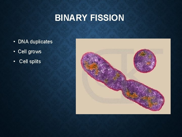 BINARY FISSION • DNA duplicates • Cell grows • Cell splits 