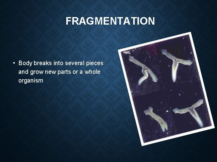 FRAGMENTATION • Body breaks into several pieces and grow new parts or a whole