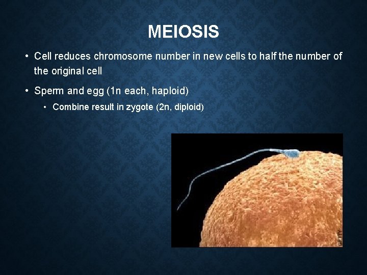 MEIOSIS • Cell reduces chromosome number in new cells to half the number of