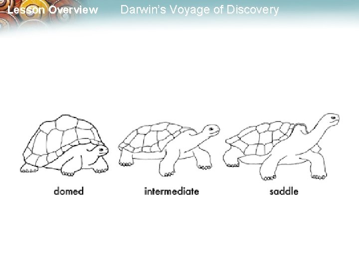 Lesson Overview Darwin’s Voyage of Discovery 