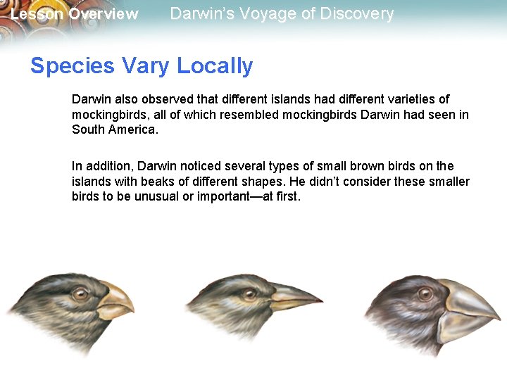 Lesson Overview Darwin’s Voyage of Discovery Species Vary Locally Darwin also observed that different