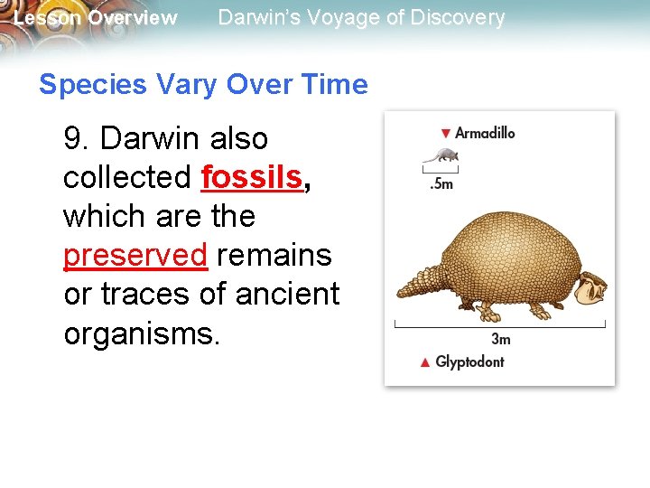 Lesson Overview Darwin’s Voyage of Discovery Species Vary Over Time 9. Darwin also collected