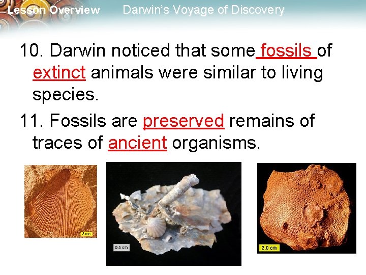 Lesson Overview Darwin’s Voyage of Discovery 10. Darwin noticed that some fossils of extinct