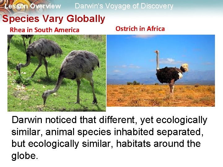 Lesson Overview Darwin’s Voyage of Discovery Species Vary Globally Rhea in South America Ostrich