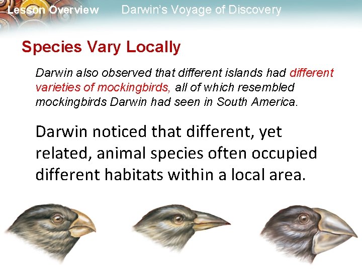 Lesson Overview Darwin’s Voyage of Discovery Species Vary Locally Darwin also observed that different