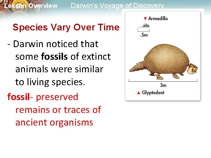 Lesson Overview Darwin’s Voyage of Discovery Species Vary Over Time - Darwin noticed that