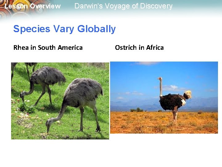 Lesson Overview Darwin’s Voyage of Discovery Species Vary Globally Rhea in South America Ostrich