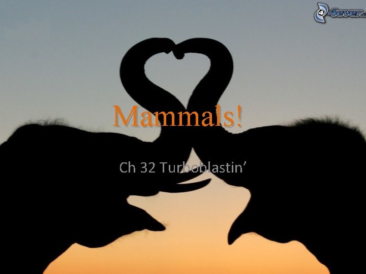 Mammals! Ch 32 Turboblastin’ 