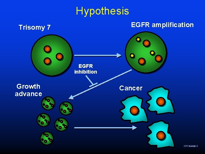 Hypothesis EGFR amplification Trisomy 7 EGFR inhibition Growth advance Cancer CP 1164484 -3 Hypothesis EGFR amplification Trisomy 7 EGFR inhibition Growth advance Cancer CP 1164484 -3