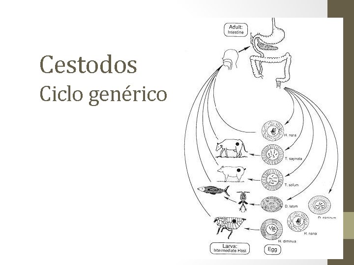 Cestodos Ciclo genérico 