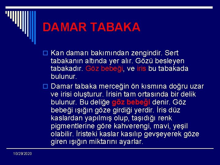 DAMAR TABAKA o Kan damarı bakımından zengindir. Sert tabakanın altında yer alır. Gözü besleyen