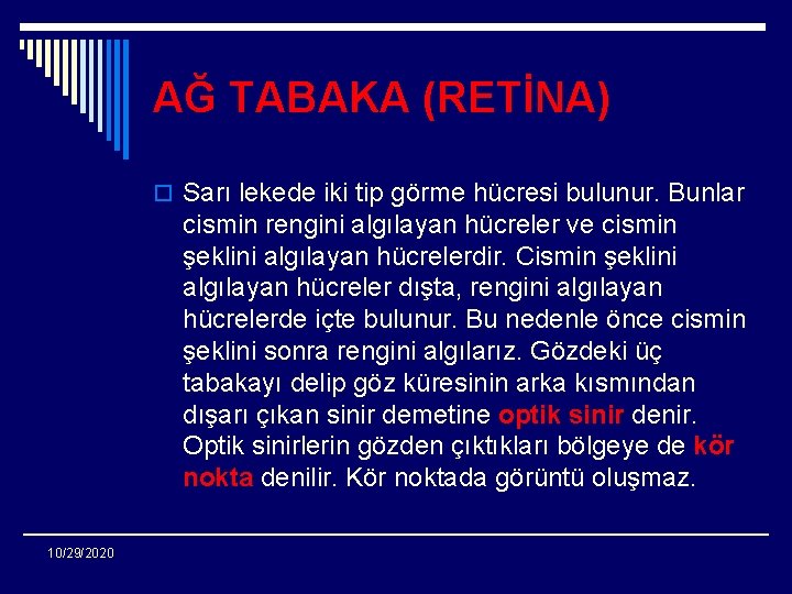 AĞ TABAKA (RETİNA) o Sarı lekede iki tip görme hücresi bulunur. Bunlar cismin rengini