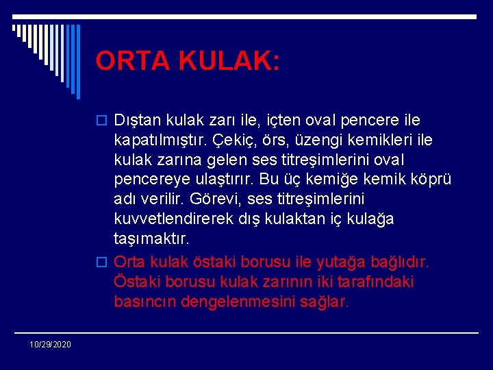 ORTA KULAK: o Dıştan kulak zarı ile, içten oval pencere ile kapatılmıştır. Çekiç, örs,