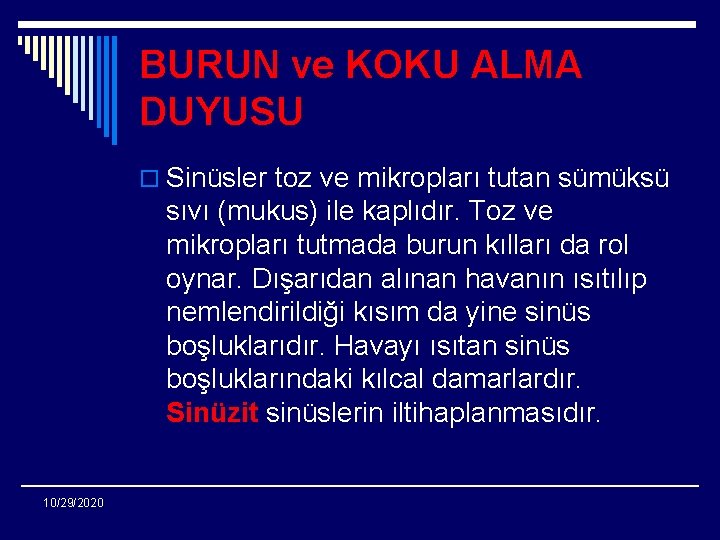 BURUN ve KOKU ALMA DUYUSU o Sinüsler toz ve mikropları tutan sümüksü sıvı (mukus)