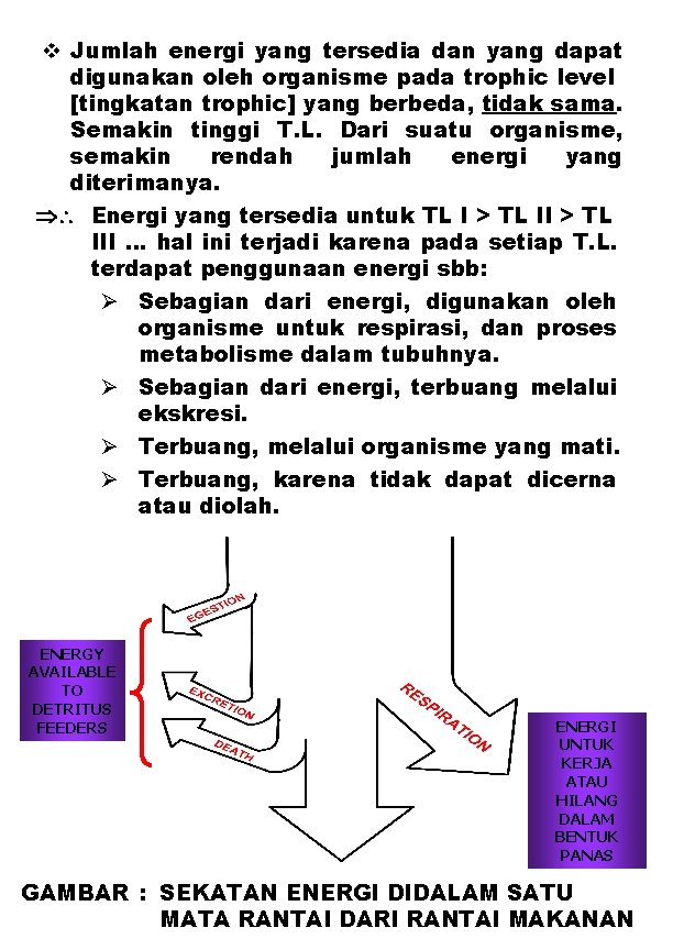  Jumlah energi yang tersedia dan yang dapat digunakan oleh organisme pada trophic level