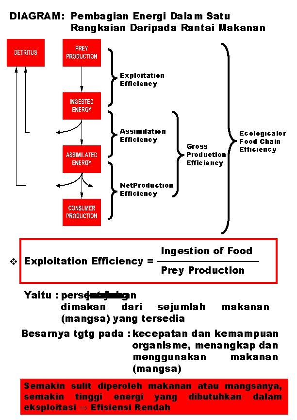 DIAGRAM : Pembagian Energi Dalam Satu Rangkaian Daripada Rantai Makanan Exploitation Efficiency Assimilation Efficiency