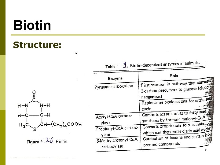 Biotin Structure: 