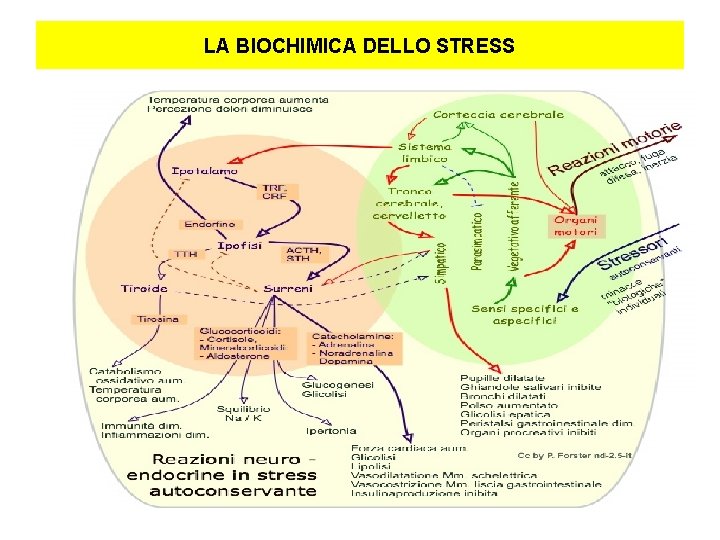 LA BIOCHIMICA DELLO STRESS 