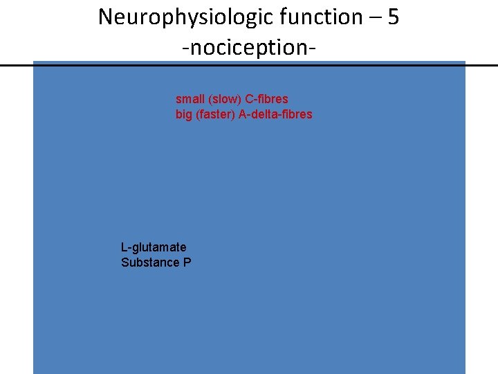 Neurophysiologic function – 5 -nociceptionsmall (slow) C-fibres big (faster) A-delta-fibres L-glutamate Substance P 