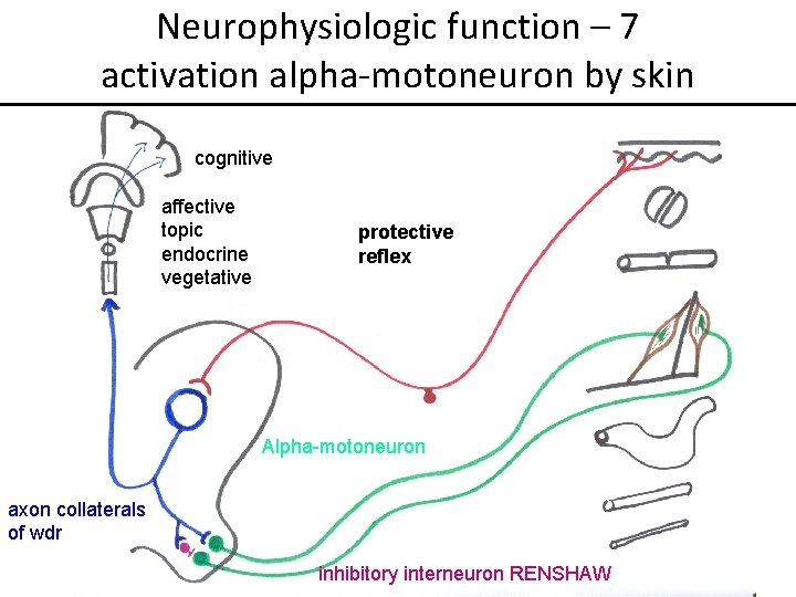 Neurophysiologic function – 7 activation alpha-motoneuron by skin cognitive affective topic endocrine vegetative protective