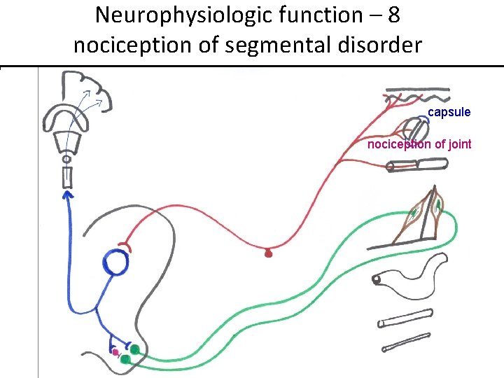 Neurophysiologic function – 8 nociception of segmental disorder capsule nociception of joint 