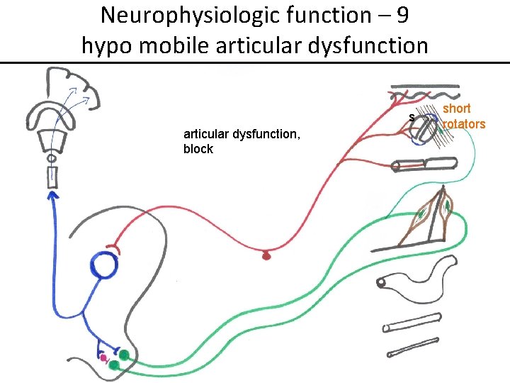 Neurophysiologic function – 9 hypo mobile articular dysfunction s articular dysfunction, block short rotators