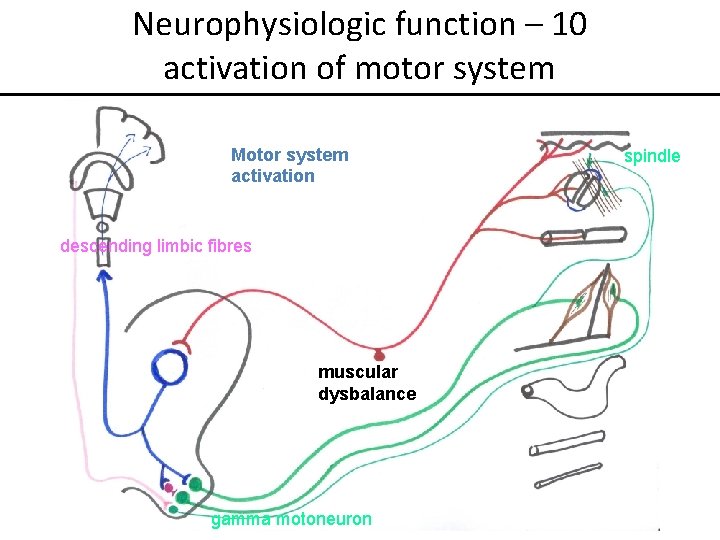 Neurophysiologic function – 10 activation of motor system Motor system activation descending limbic fibres