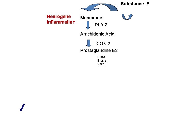 Substance P Neurogene Inflammation Membrane PLA 2 Arachidonic Acid COX 2 Prostaglandine E 2