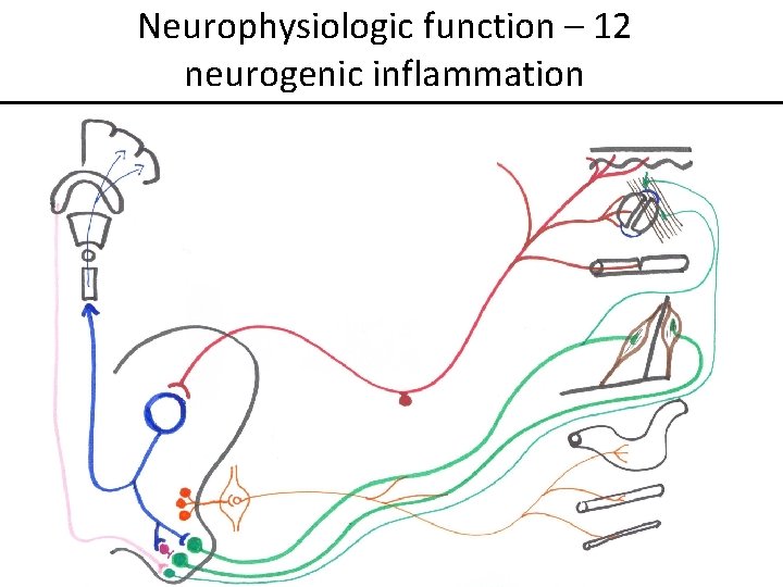 Neurophysiologic function – 12 neurogenic inflammation 