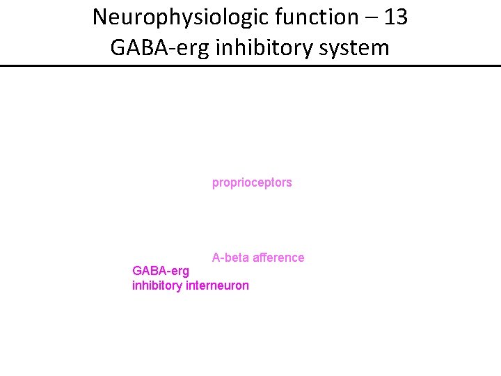 Neurophysiologic function – 13 GABA-erg inhibitory system proprioceptors A-beta afference GABA-erg inhibitory interneuron 