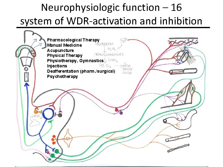 Neurophysiologic function – 16 system of WDR-activation and inhibition Pharmacological Therapy Manual Medicine Acupuncture