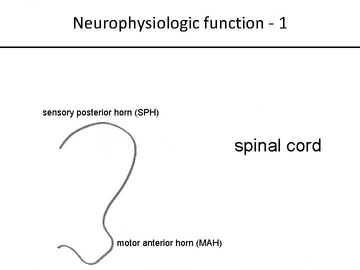 Neurophysiologic function - 1 sensory posterior horn (SPH) spinal cord motor anterior horn (MAH)