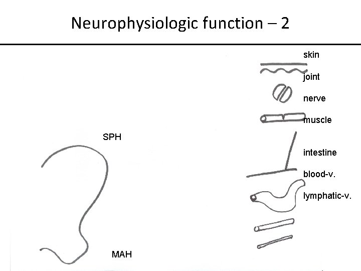 Neurophysiologic function – 2 skin joint nerve muscle SPH intestine blood-v. lymphatic-v. MAH 