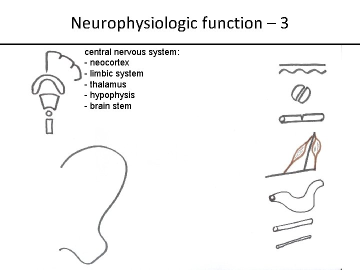 Neurophysiologic function – 3 central nervous system: - neocortex - limbic system - thalamus