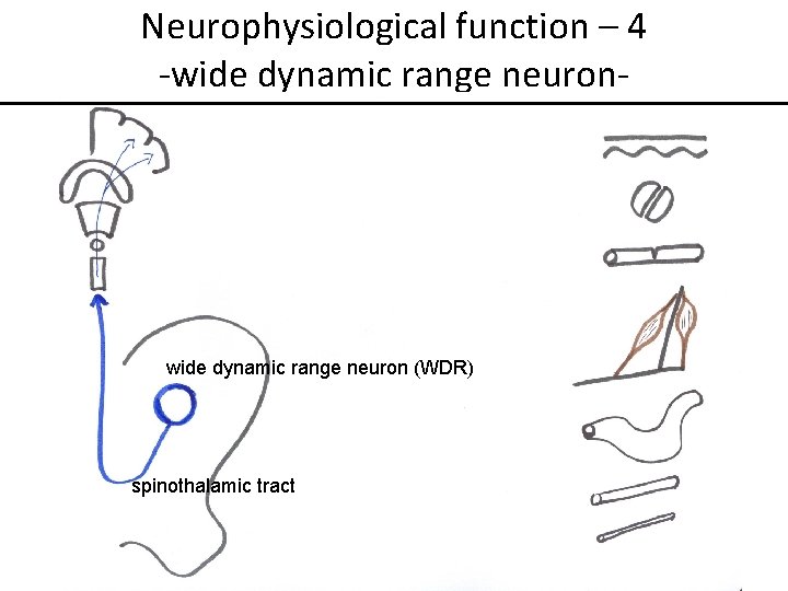 Neurophysiological function – 4 -wide dynamic range neuron- wide dynamic range neuron (WDR) spinothalamic