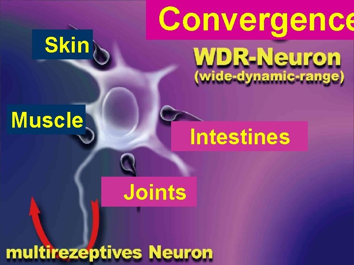 Skin Convergence Muscle Intestines Joints 
