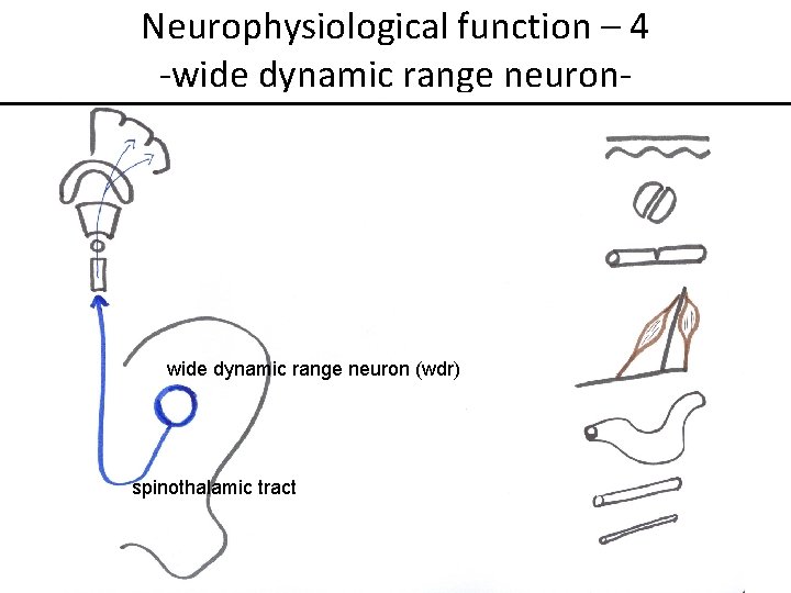 Neurophysiological function – 4 -wide dynamic range neuron- wide dynamic range neuron (wdr) spinothalamic