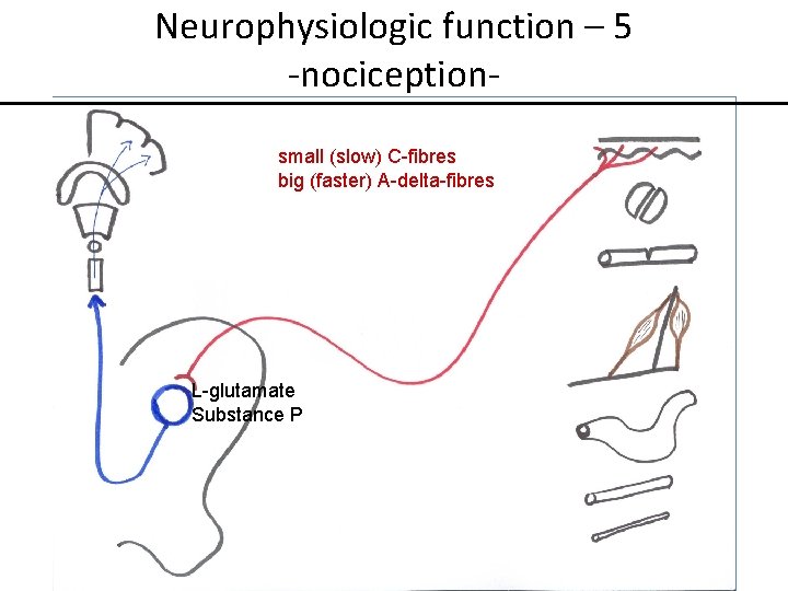 Neurophysiologic function – 5 -nociceptionsmall (slow) C-fibres big (faster) A-delta-fibres L-glutamate Substance P 