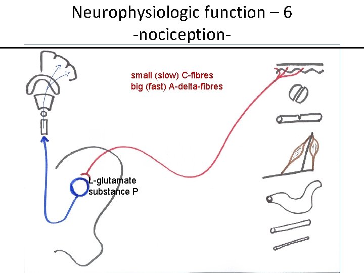 Neurophysiologic function – 6 -nociceptionsmall (slow) C-fibres big (fast) A-delta-fibres L-glutamate substance P 