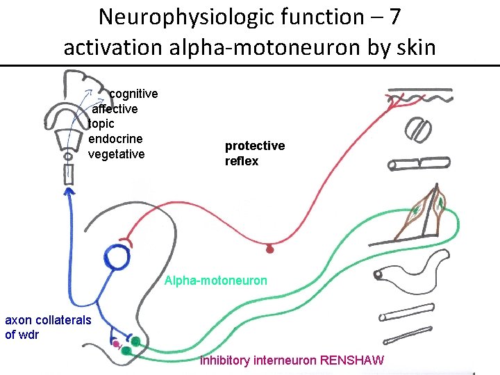 Neurophysiologic function – 7 activation alpha-motoneuron by skin cognitive affective topic endocrine vegetative protective