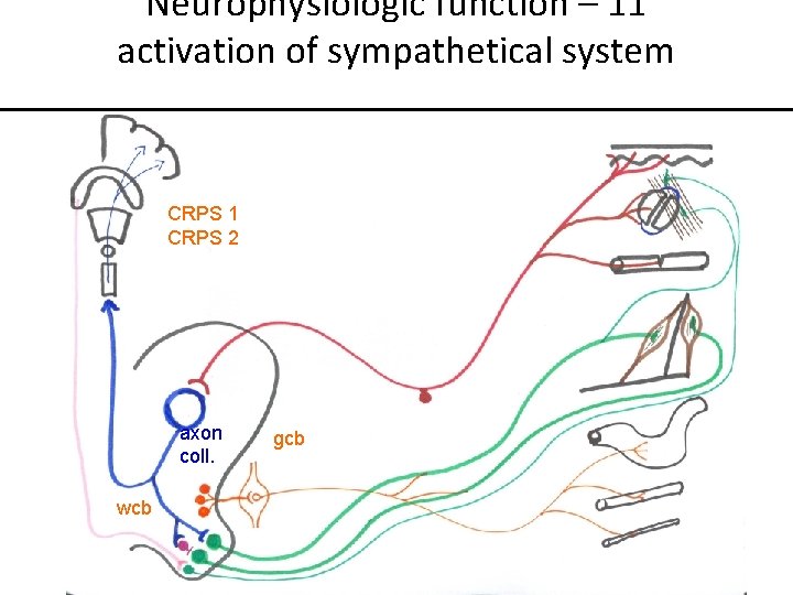 Neurophysiologic function – 11 activation of sympathetical system CRPS 1 CRPS 2 axon coll.